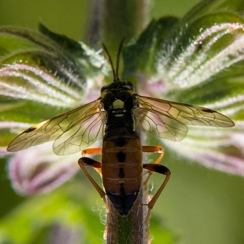 Tenthredopsis (ornata-stigma)